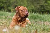 DOGUE DE BORDEAUX 061